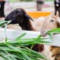 探索足球魅力 - 世界杯竞猜